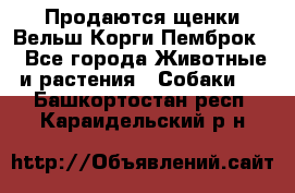 Продаются щенки Вельш Корги Пемброк  - Все города Животные и растения » Собаки   . Башкортостан респ.,Караидельский р-н